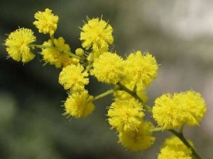 mimosa-comune