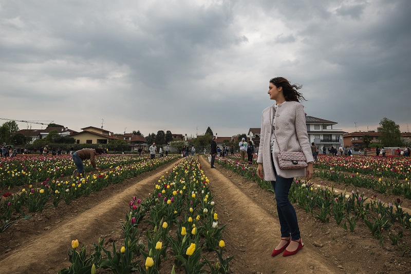 tulipani italiani